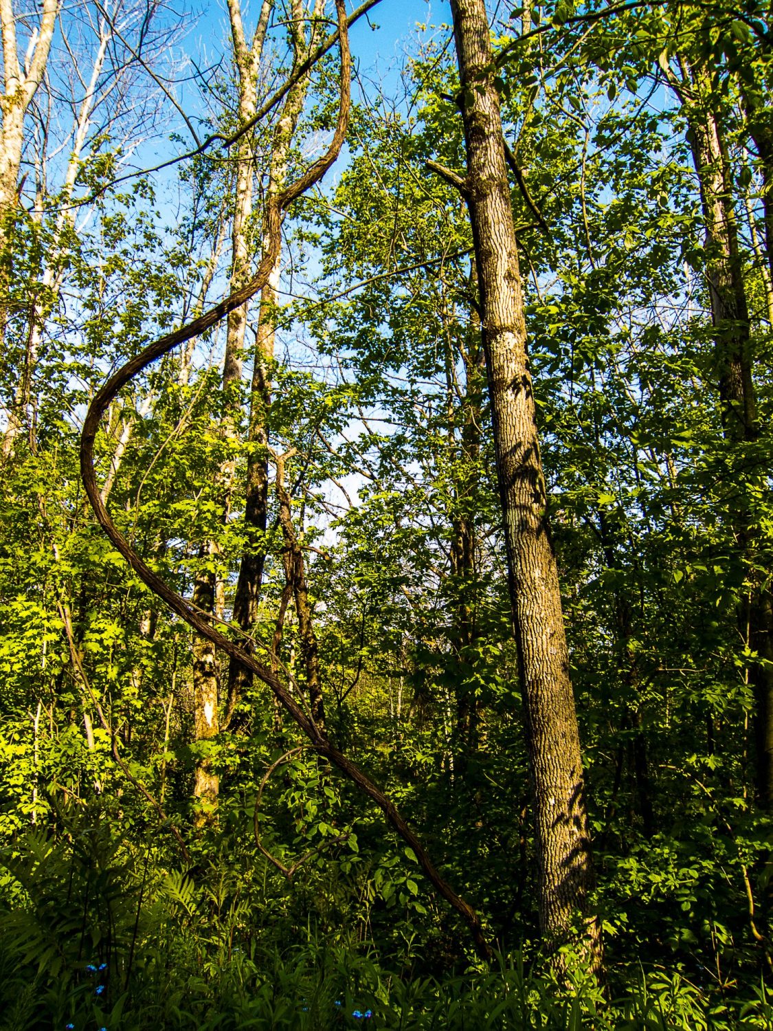 Dense Trees in Vermont