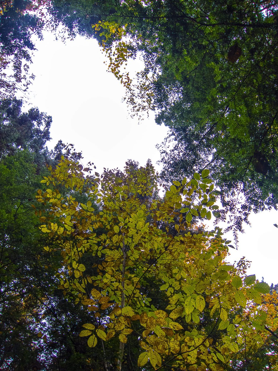 Looking up at Sky Between Trees with Green Leaves