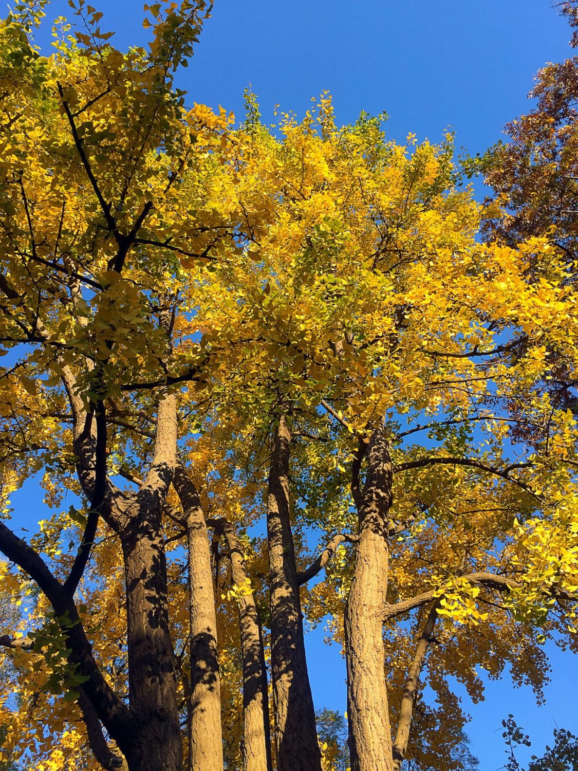 Fall Trees in Washington Square Park