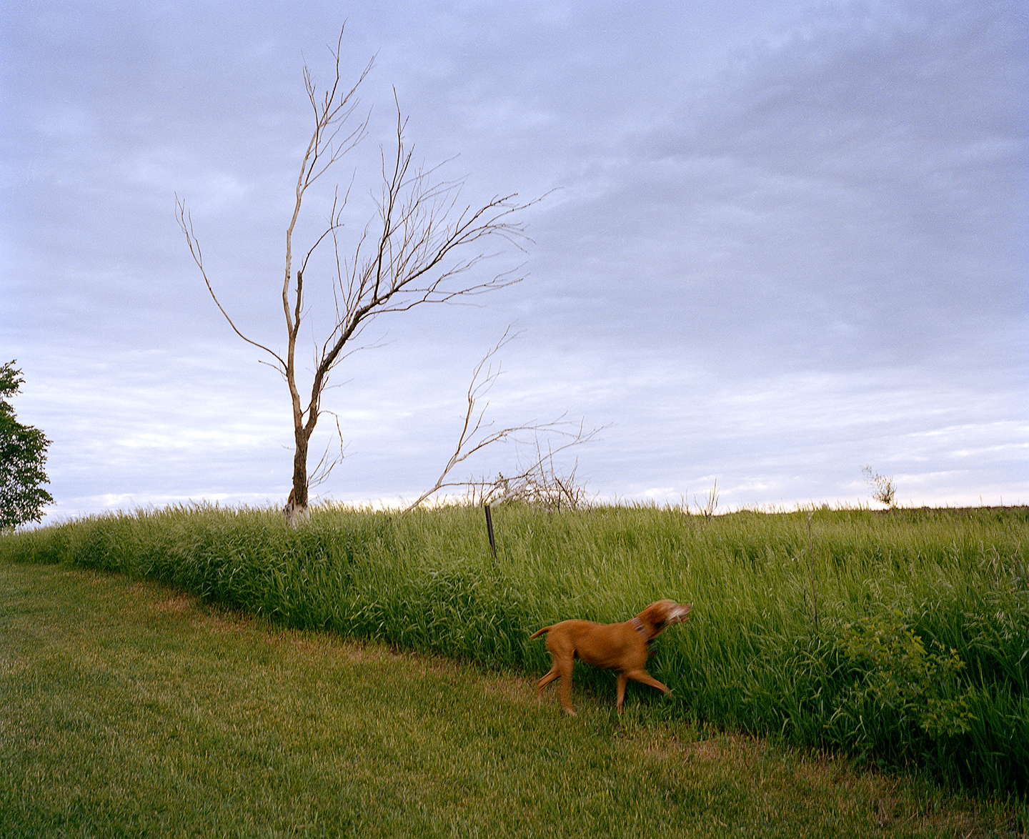 Dog Running into Field with Tree Mimicking Movement