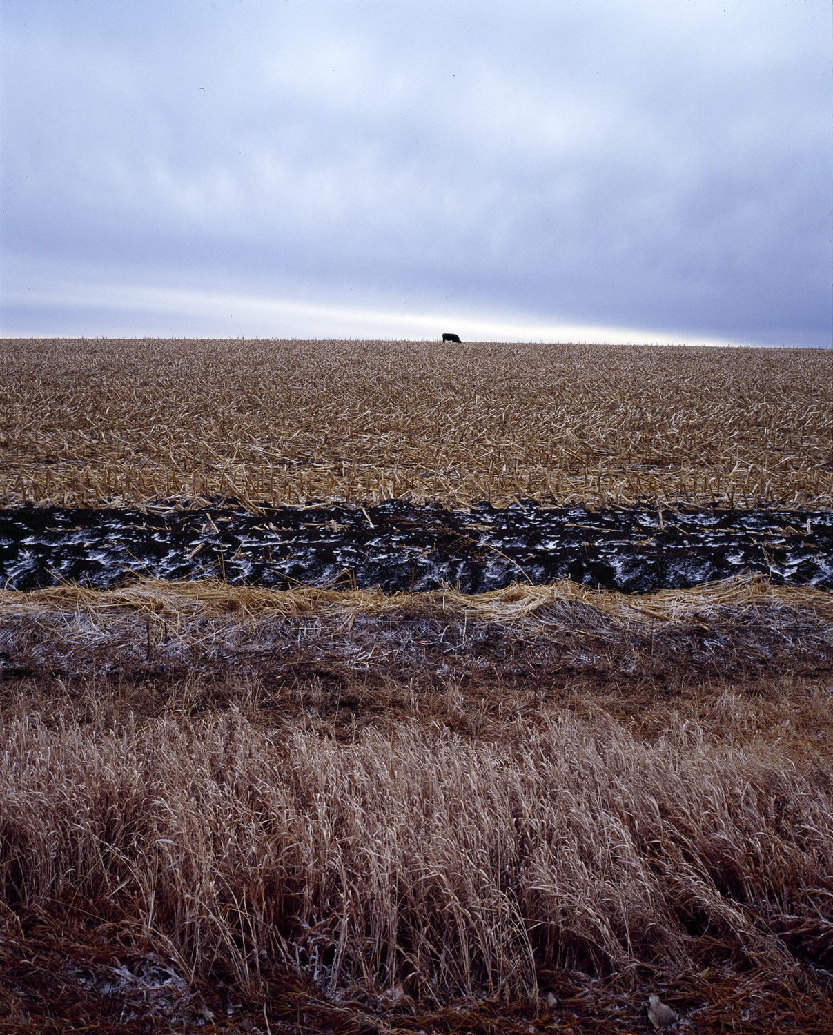 Cow in South Dakota Field