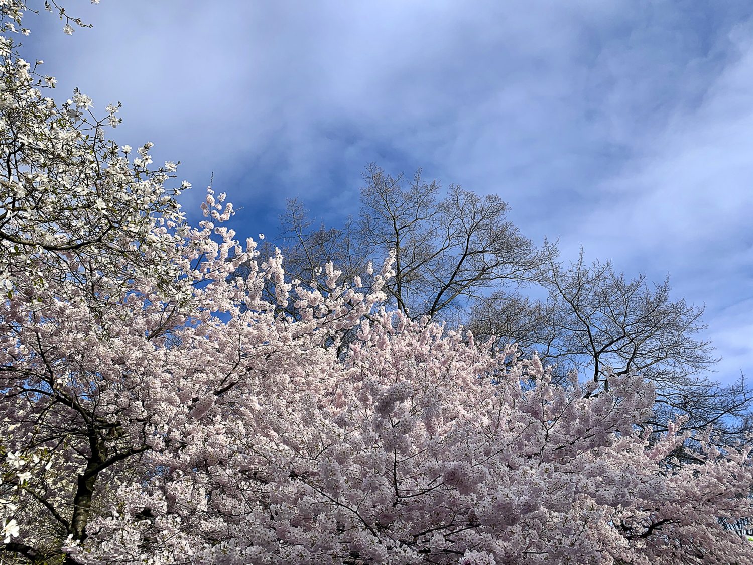 April Flowering Trees