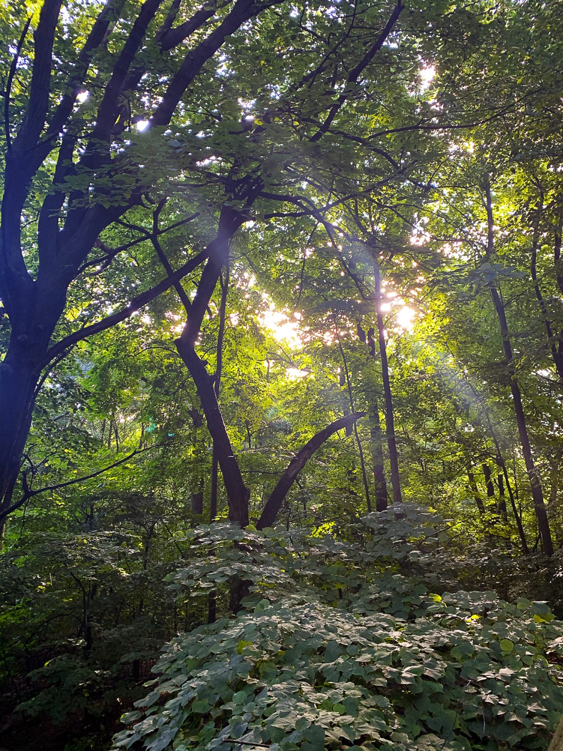 Tree Patch in Prospect Park Trails Brooklyn with Light Peaking Through 