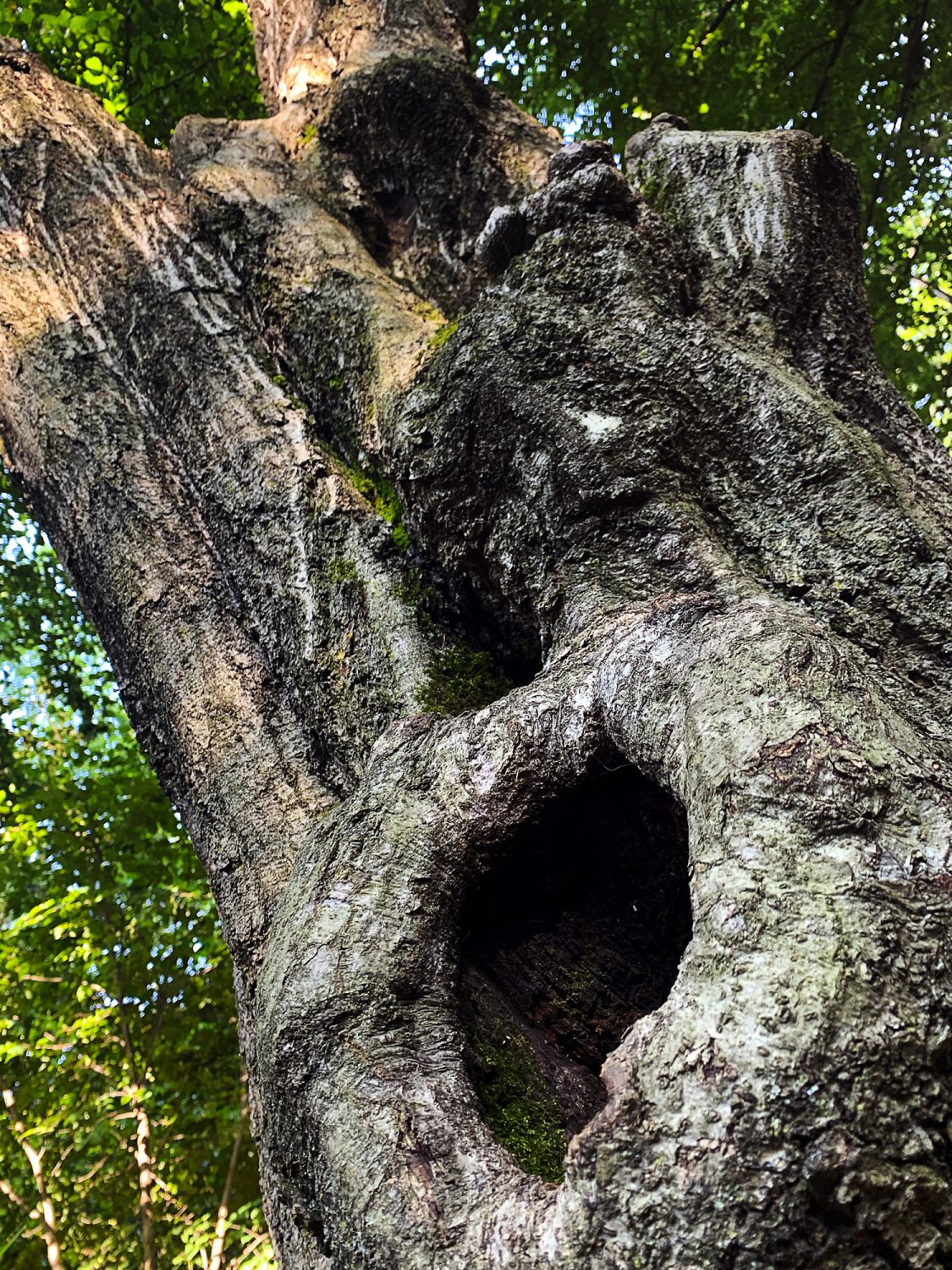 Detail of a Trunk with Deep Holes in Prospect Park