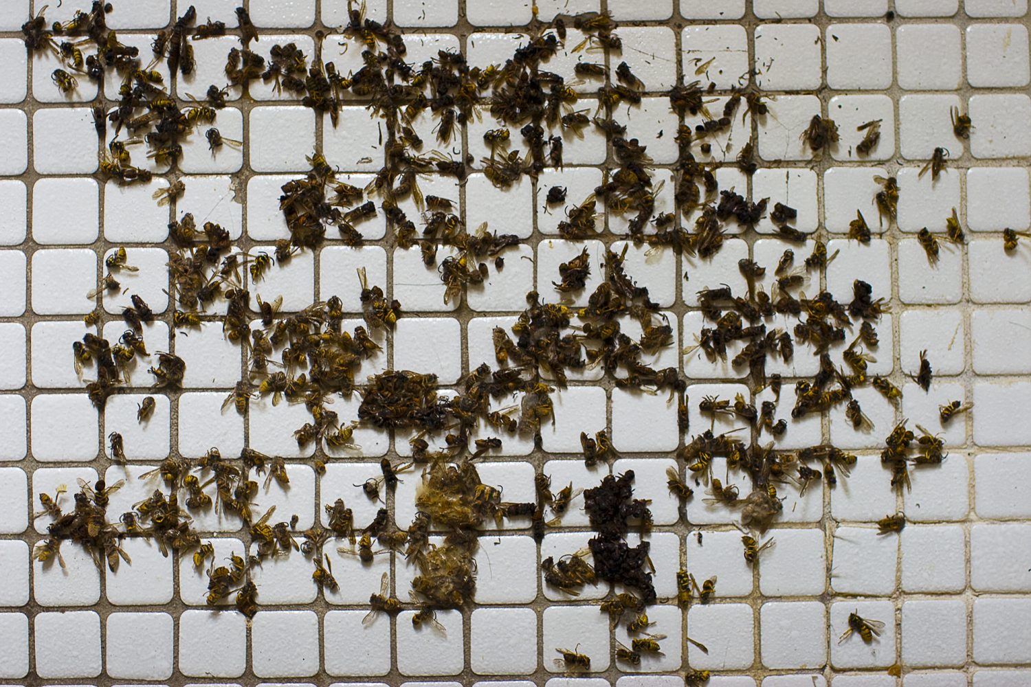 Bunch of Dead Wasps Collected and Gridded on Tile Floor