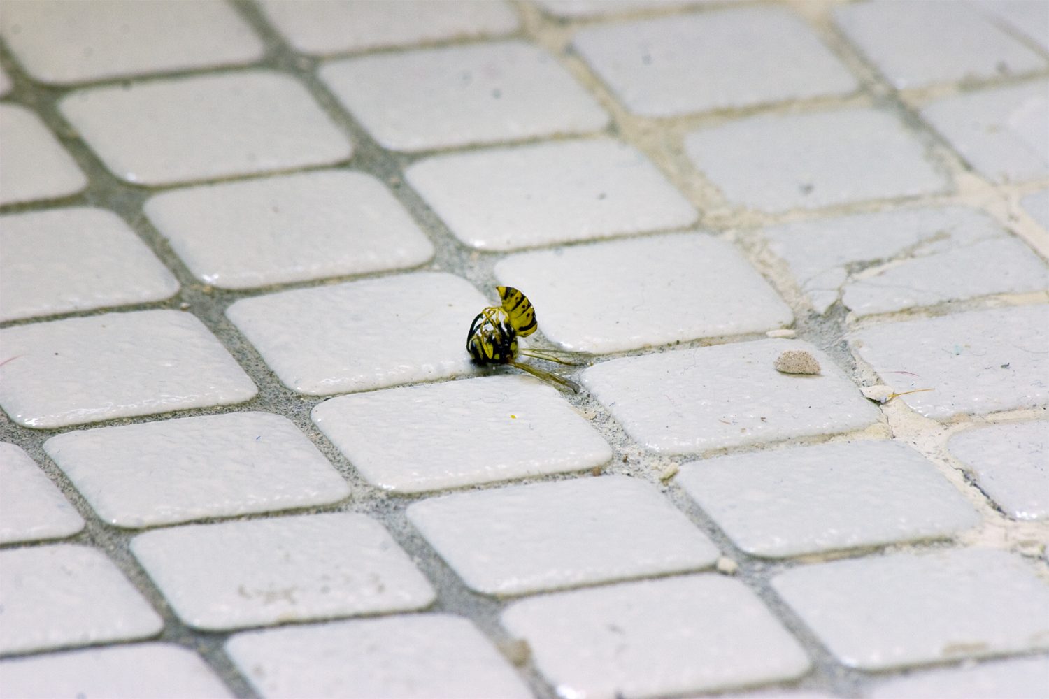 Wasp Dead on Its Head on Bathroom Tile