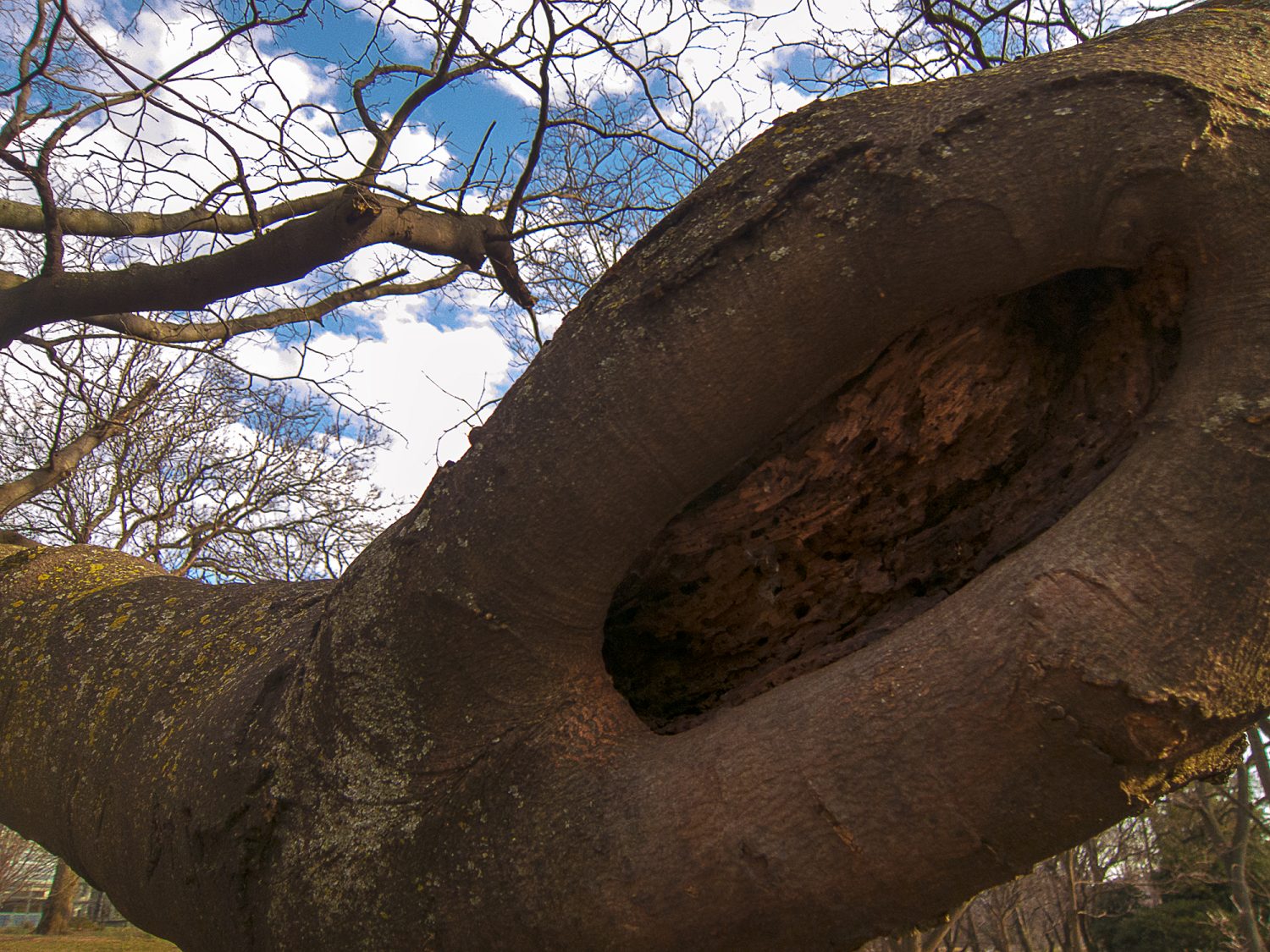 Branch with a closeup of a Knothole