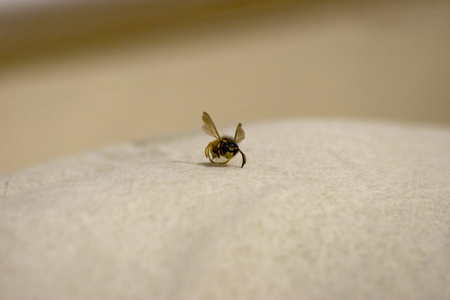 Single Wasp on Bedding