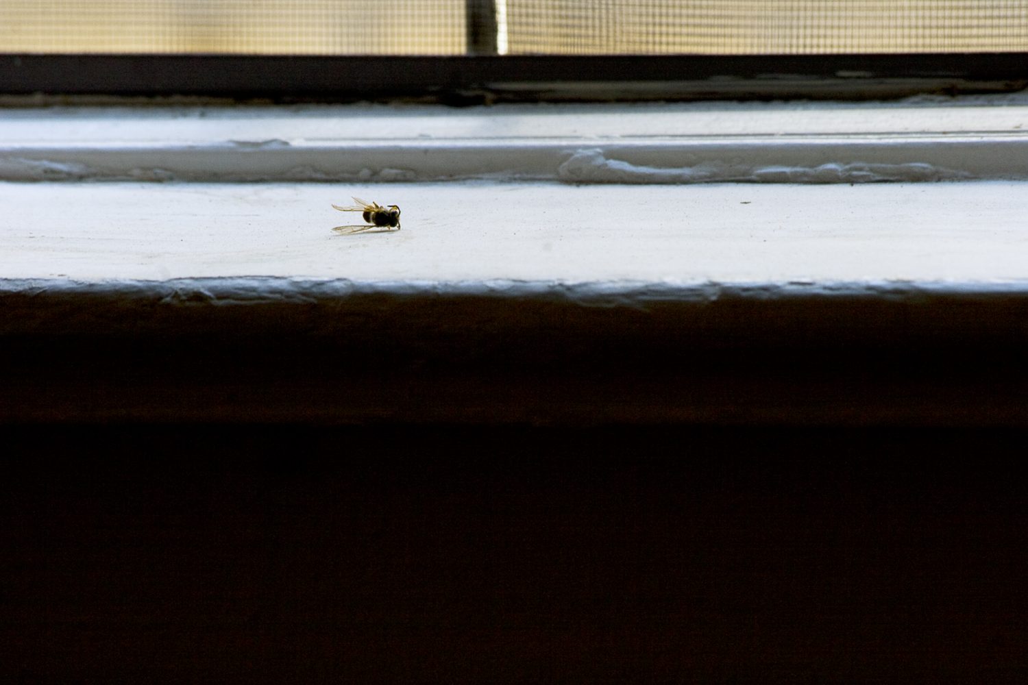 Wasp Dead on Its Side on Window Ledge 