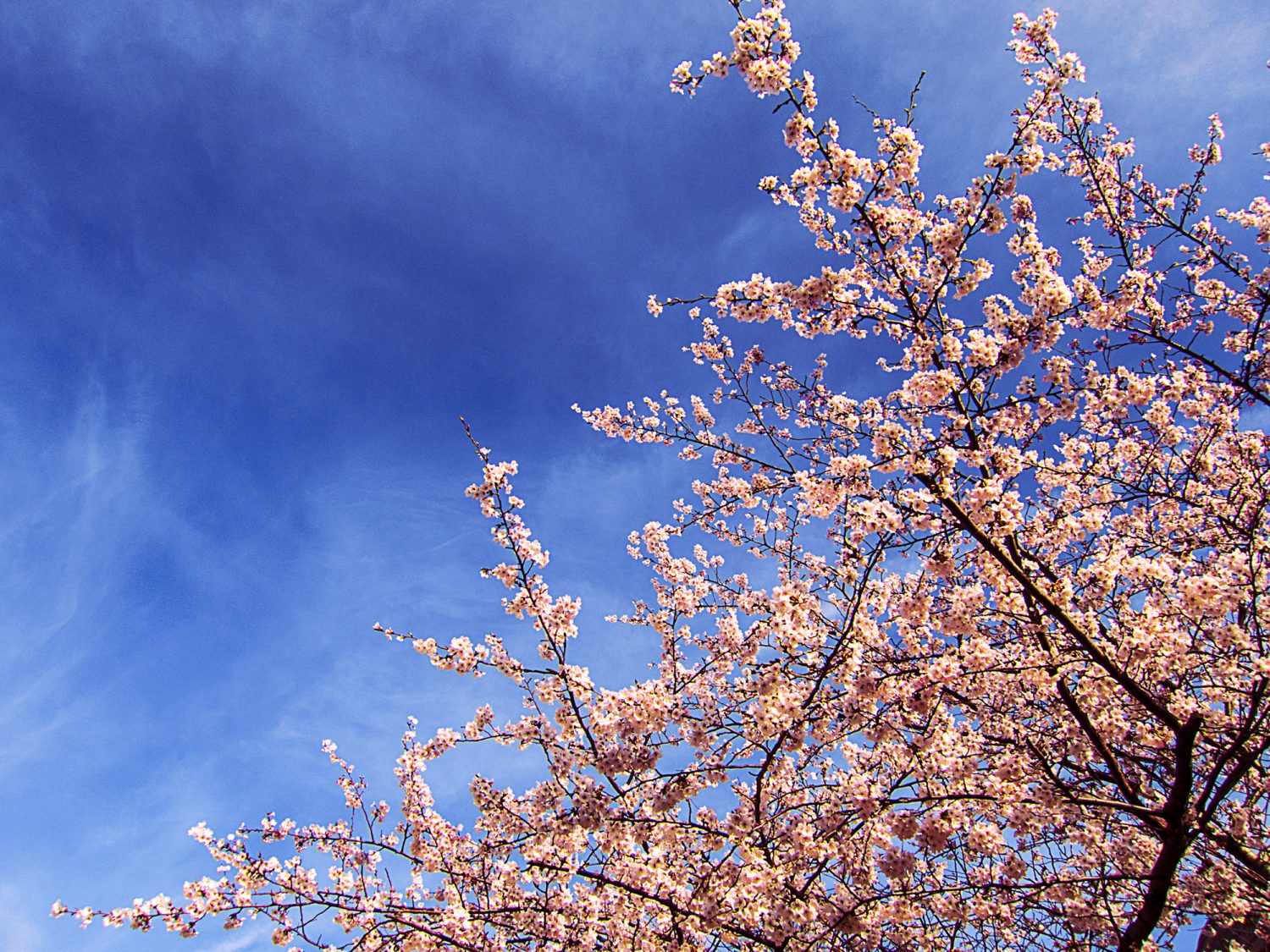 Pink Blooming Flowers against Bright Blue Cloudy Sky