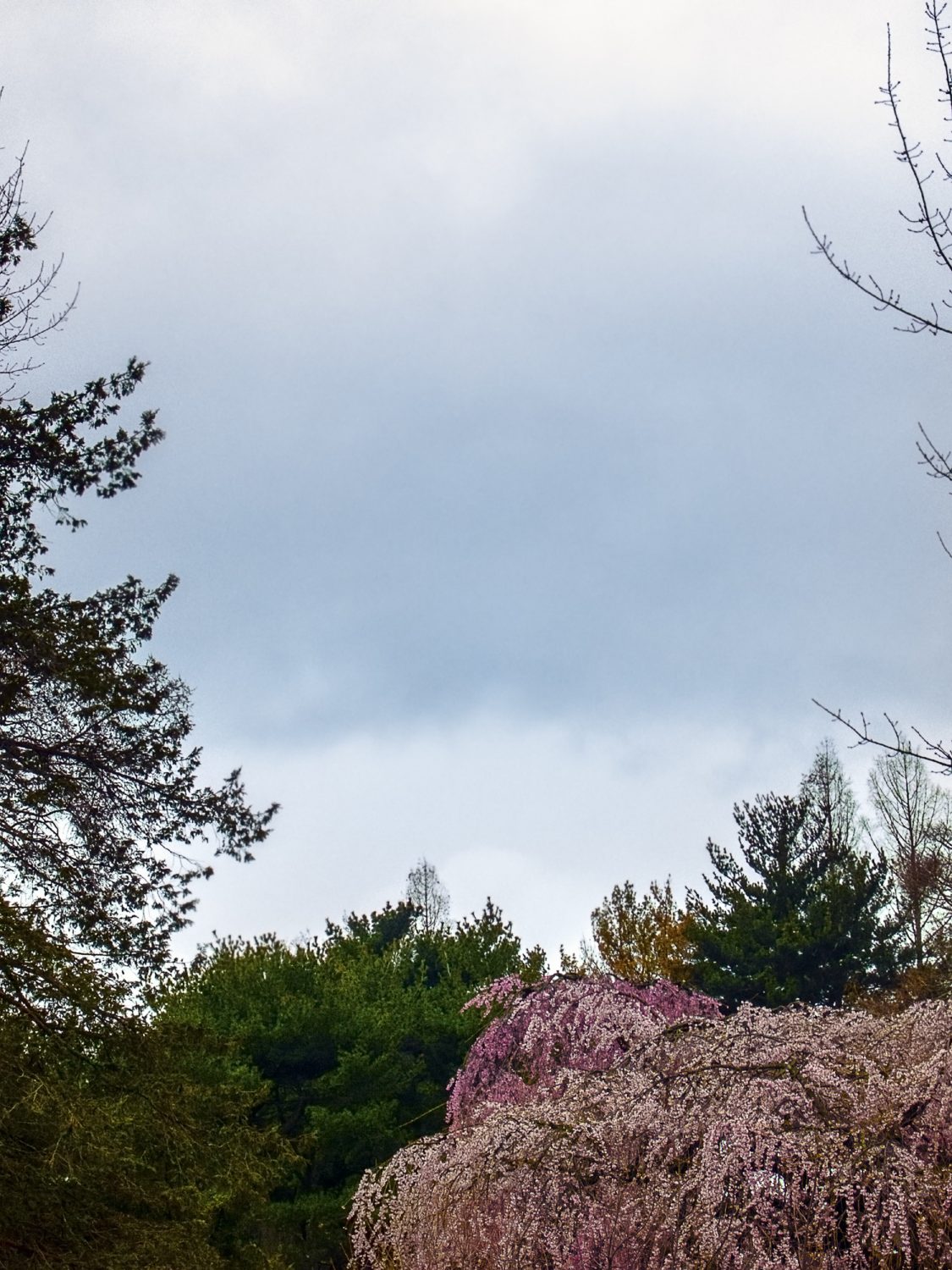 Prospect Park during Cherry Blossom Season with a Storm Approaching 