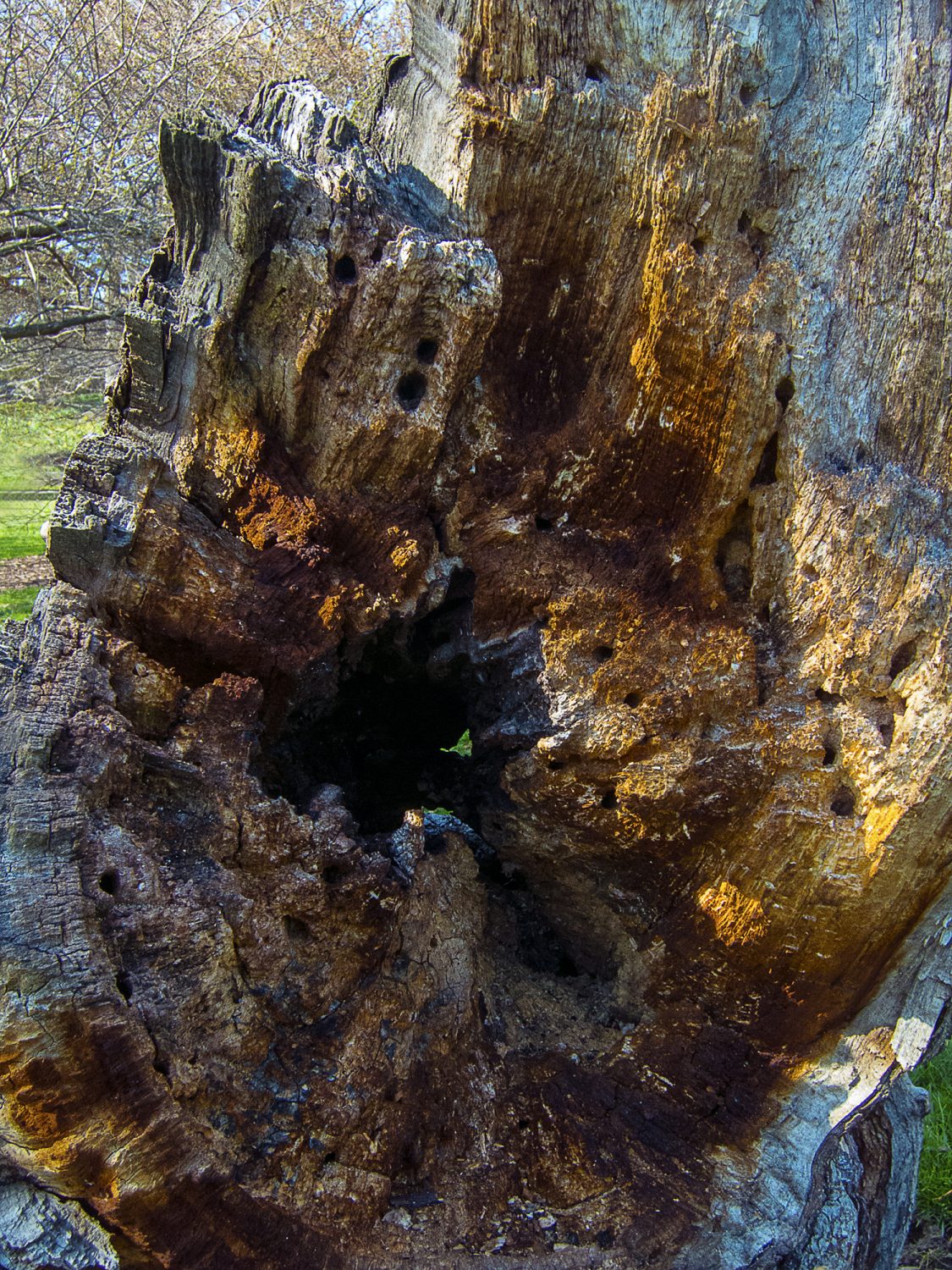 Tree Stump in Botanic Gardens