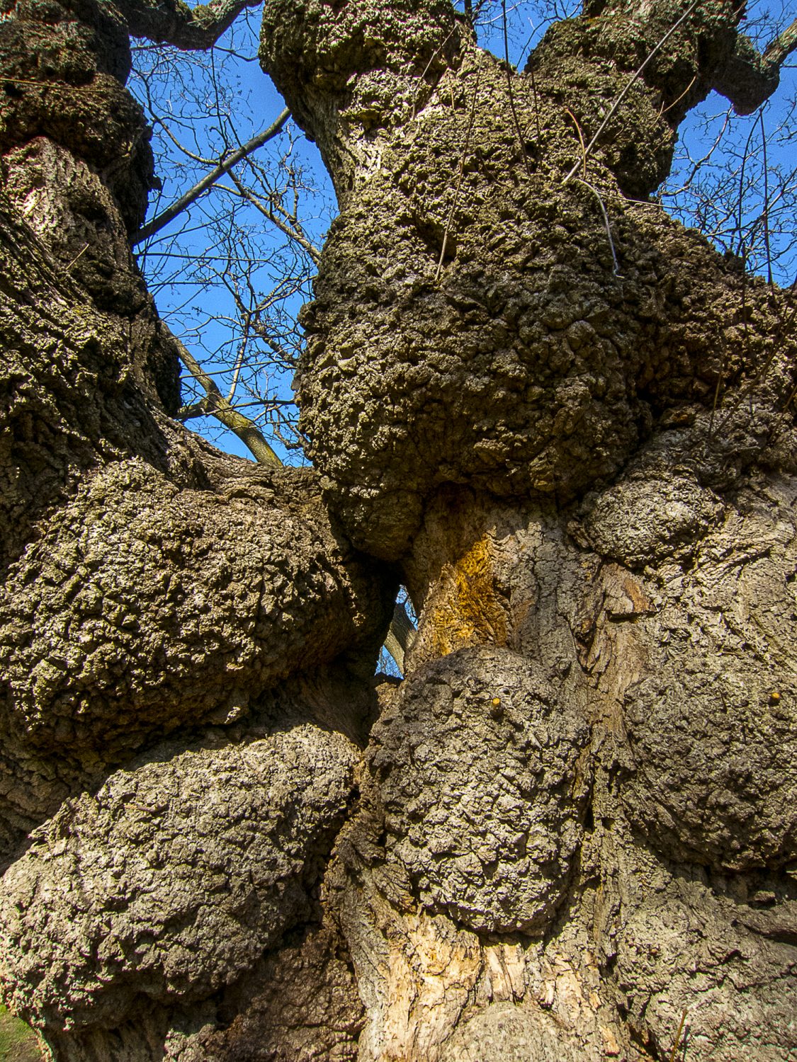 Close up of a Tree Trunk that has a lot of Texture