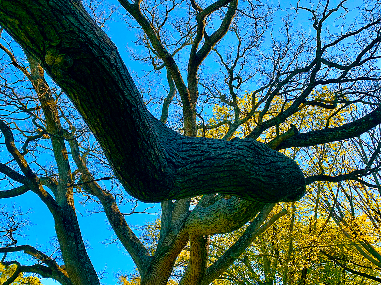 A Tree in Prospect Park Many Climb On