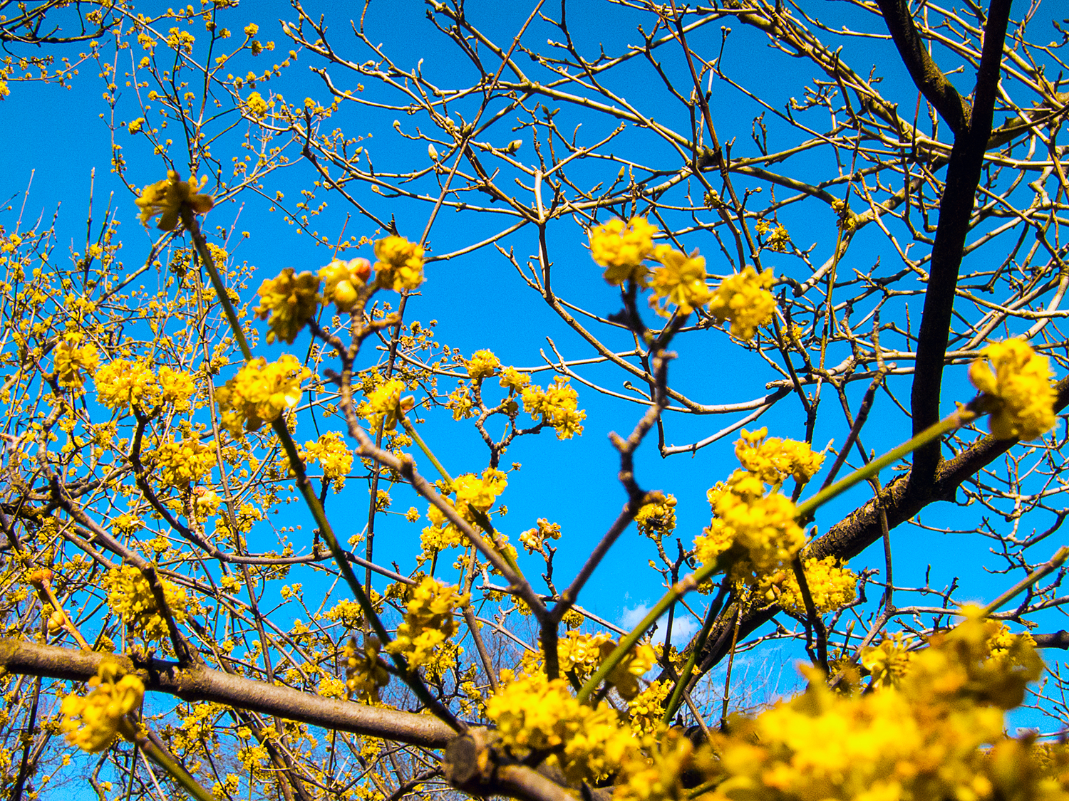Path up a Tree Branch with Yellow Flowers