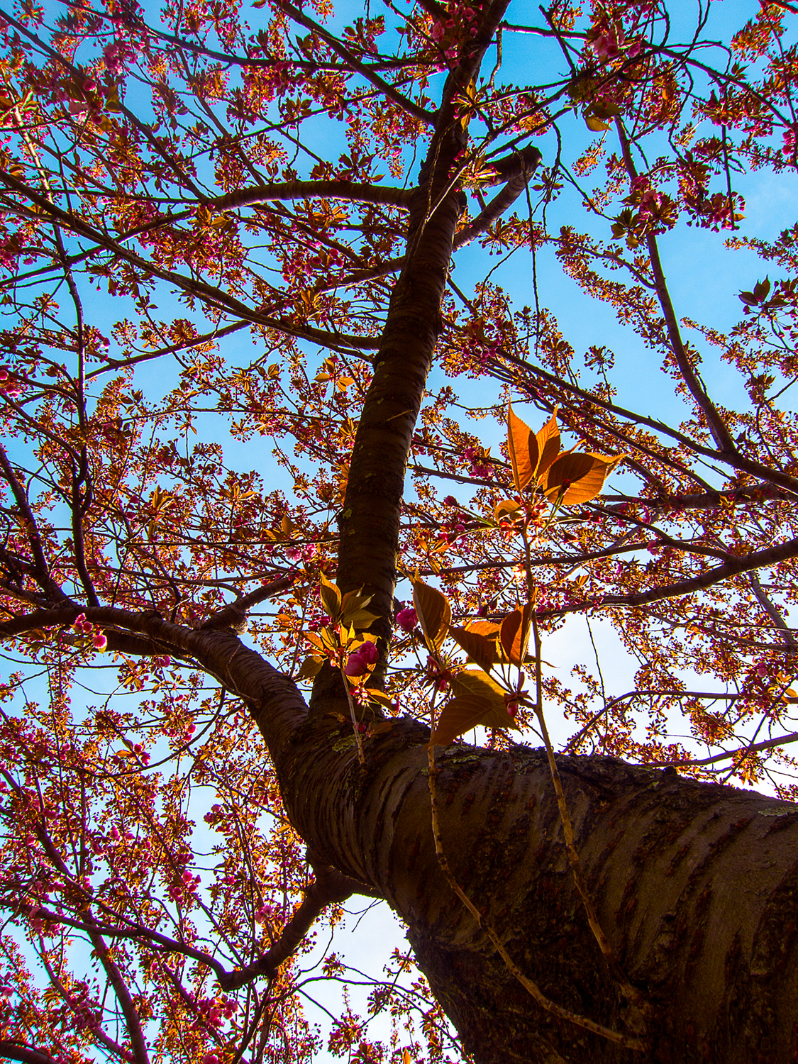 Up a Spring Tree with Red, Yellow, Orange Leaves