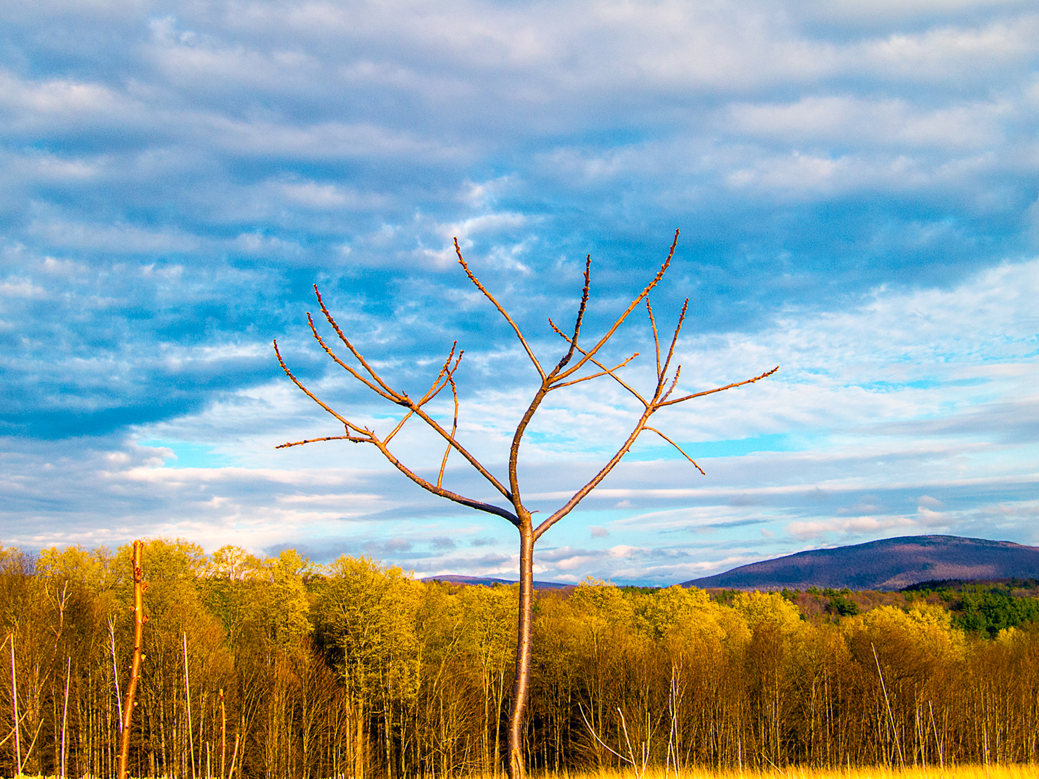 Bare Tree in the Foreground with Yellow Tress in the Background and a Cloudy Sky