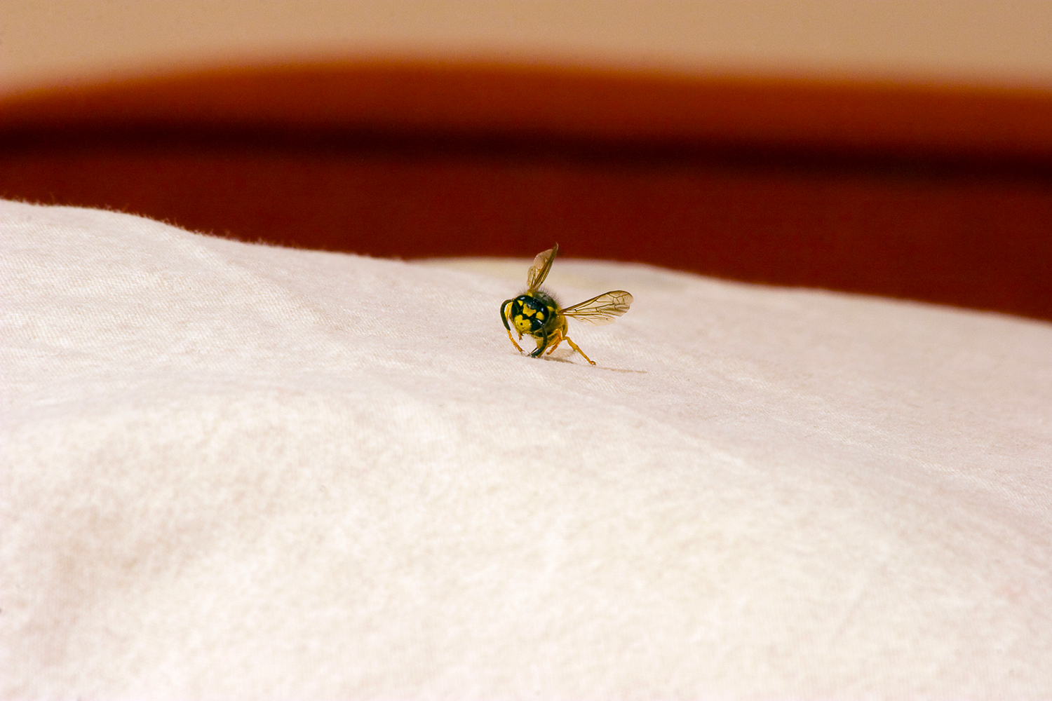 Close Up of a Wasp on Pillow