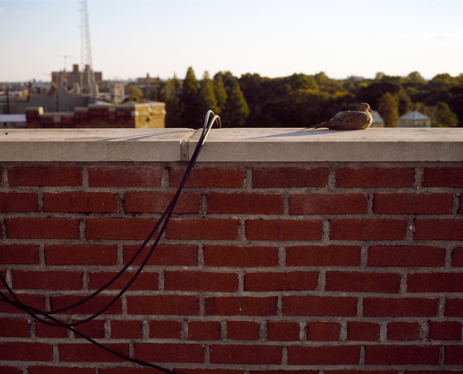 Bird Sitting on Ledge of Roof Next To Cord